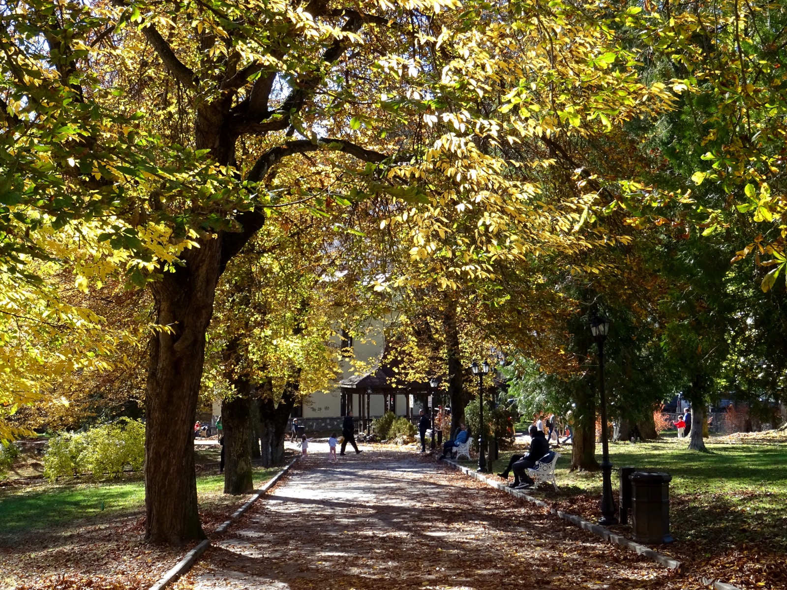 O alee din parc toamna, sub castani îngălbeniți, cu bănci și felinare